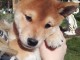 SUPERBES CHIOTS SHIBA-INU, L.O.F.