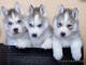 7 adorables chiots husky de Sibérie disponibles de suite, ils ont