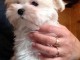 Don Adorable Chiot Bichon maltais