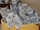 british shorthair de race pure