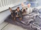 Magnifiques chiots bouledogue français de pure race disponible de