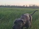 cane corso gris bleu mâle 500