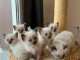 chatons de pure race sacré de Birmanie trè câlin et sociable à do