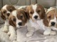 Superbes chiots Cavalier King Charles