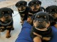 Magnifique choit Rottweiler