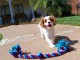 FEMELLE CAVALIER KING