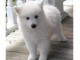 magnifique chiot TYPE SPITZ FEMELLE