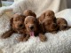 manifiaues chiots cockapoo a donner contre bon soin