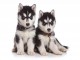 magnifique chiots husky siberien a adopter