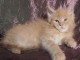 Chaton main coon a donner