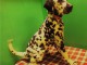 magnifique chiot dalmatien Marron