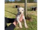 magnifique chiot dalmatien Marron.