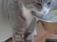 CHATTE GRISE ET BLANCHE 6/8 mois 