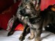 magnifiques Chiots Berger Allemand LOF 