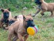 Magnifique choit berger malinois