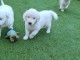 Chiots Golden Retriever