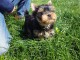  A DONNER Chiot femelle Yorkshire