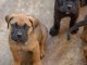 Adorables chiots canne corso