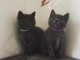 Chatons chartreux en adoption