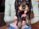 manifique chiots Cocker Spaniel disponible de suite