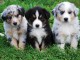 superbes chiots australien