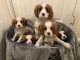 disponible de suite Cavalier King Charles