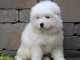 Magnifique chiots samoyède loof pour famille