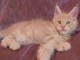 Chaton Maine coon a donner loof