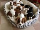 manifique chiots cavalier king charles disponible de suite