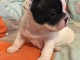 Chiot Bouledogue français