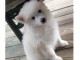 Adorablle chiot spitz a donner