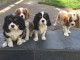 Magnifique Chiots Cavalier King disponible de suite