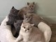 Magnifiques Chatons British Shorthair