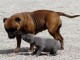 Magnifiques Chiots American Stafforshdire Pure Race