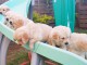 Magnifiques Chiots Golden Retriever Pure Race