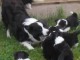 Magnifiques Chiots Border Collie Pure Race