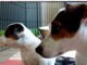 Adorables Chiots Jack Russel Pure Race