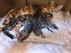 Adorables chatons Bengal Pure Race