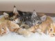  Magnifiques chatons Maine Coon souche pure