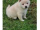 Chiots shiba inu femelle 