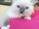 Ragdoll pour famille adoption