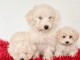 MAGNIFIQUES CHIOTS BICHONS FRISÉS