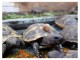 Superbes Tortues terrestres Hermann Testudo Hermanni Hermanni