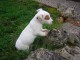 chiot  Jack Russel femelle 2