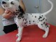 chiot FEMELLE DALMATIEN