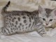 Splendide chat bengal non lof 