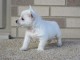 A donner chiots westies femelles 