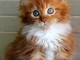 Chaton maine coon  Male non lof 