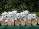 Sublimes Chiots Westie ( West Highland White Terrier) Pure Race P