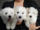 Superbes Chiots Coton de Tuléar Pure Race Pedigree